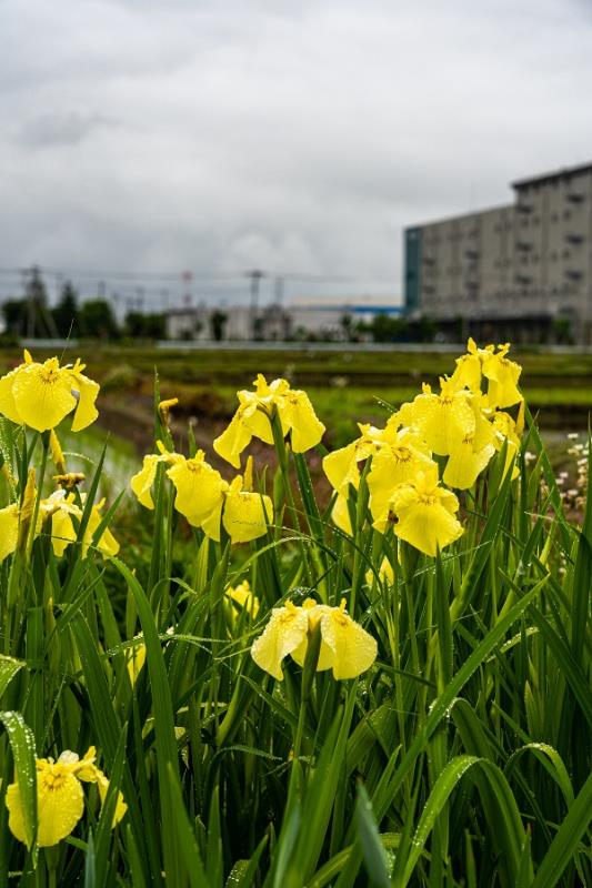 あやめ 黄色